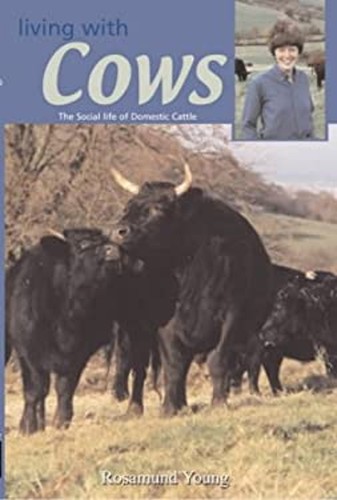 Living with cows - cows, social