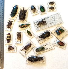 18 Beetle mix. Wonderful