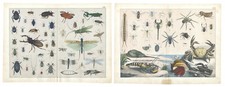 Antique Print "Insects and