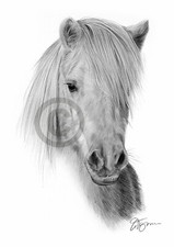 Horse SHETLAND PONY Pencil