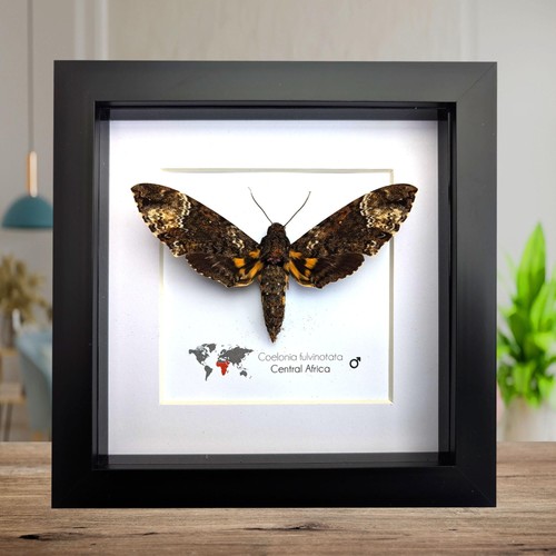 Framed fulvous hawkmoth