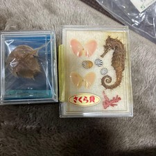 Antique Seahorse & Shell