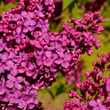 'Ludwig Spaeth' Syringa Vulgaris-Branched Lilac Tree 40-60cm Shrub in a 2L Pot