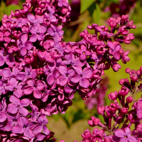 Ludwig spaeth syringa - 'ludwig, spaeth'