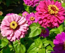 Zinnia Super Yoga Mix  Z