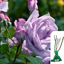 1 x Rosa Blue Moon Hybrid Tea