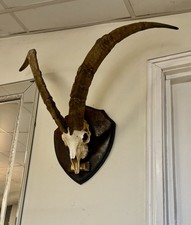 Very Large Wild Goat Skull