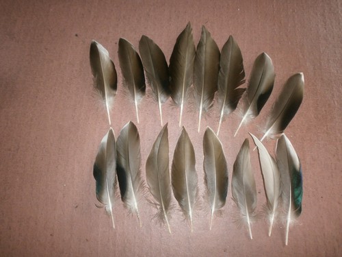 Wide mallard duck feathers - mallard,
