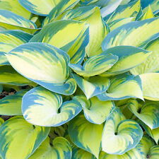 Hosta 'June' Plantain Lily Herbaceous Perennial Flowering Potted Garden Shrub