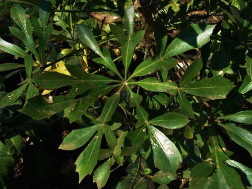 Cussonia spicata mountain - cussonia, |