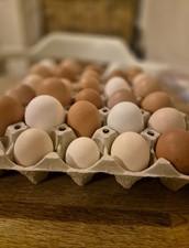 Chicken Eggs Mixed Breeds 6