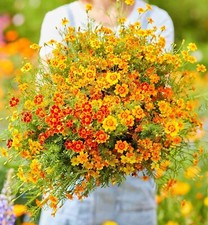 SIGNET MARIGOLD STARFIRE MIX -