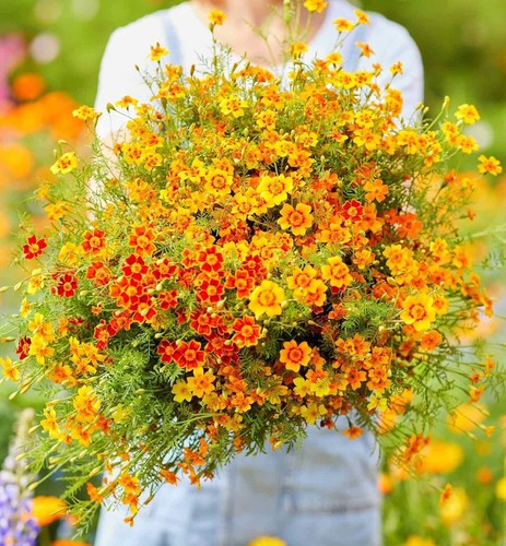 Signet marigold starfire - signet,
