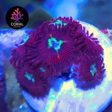 Hotshots Zoa Colony Frag WYSIWYG