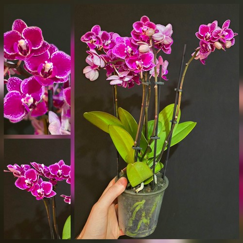 Phalaenopsis pink 5 - "pink".,