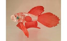 Swarovski Crystal "SIAMESE