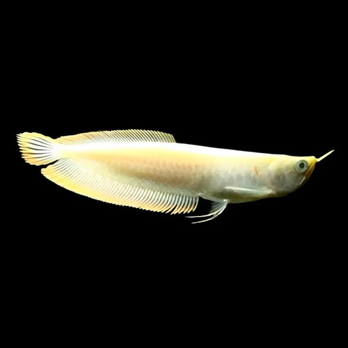Live albino silver arowana - live,
