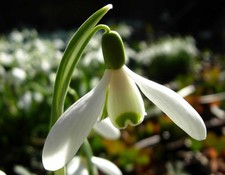 POTTED 13 CM SINGLE SNOWDROPS