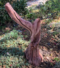 Large Natural Manzanita Driftwood  15" H Aquarium Reptile Terrarium Home Decor