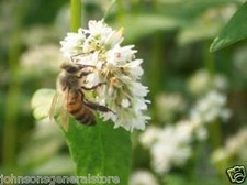 1/2 lb Buckwheat Seeds For Bee