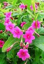 Jasminum Beesanium-  Flowering