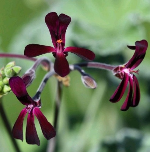 Pelargonium sidoides plant - sidoides.,