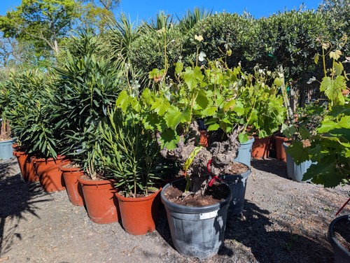5ft red grape vine - 4-5ft,