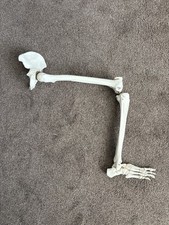 Medically Accurate Leg