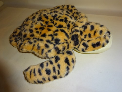 Spotted sea turtle - turtle,