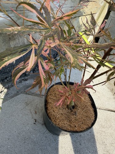 Acer palmatum lileeane s - palmatum, 'lileeane's