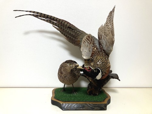 Stuffing animals real bird - animals,real,
