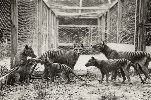 The tasmanian tiger thylacine - the,