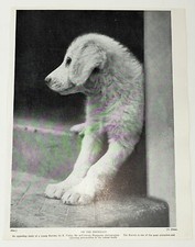 KUVASZ DOG BREED - 1930s VINTAGE BOOK ILLUSTRATION