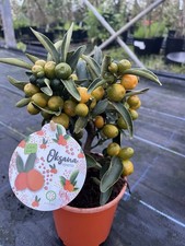 Citrus Oksana Hindsii - Hong