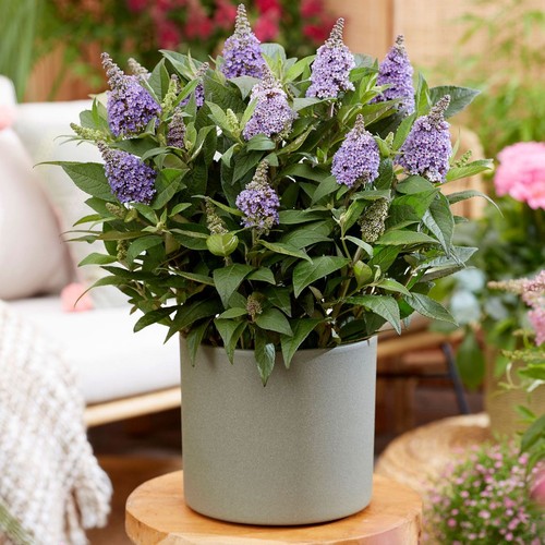 Buddleja butterfly candy lila - butterfly,