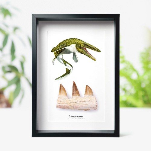 Mosasaurus jaw watercolour - jaw,