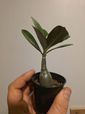Adenium Obesum / Desert Rose
