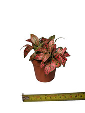 Fittonia Red vein Nerve House Plant 9cm Live Tropical Terrarium bio reptile