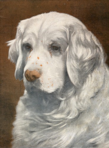 Clumber spaniel named dog - clumber,