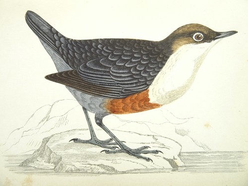 C1867 antique red - print, dipper
