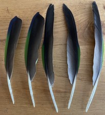 Genuine Naturally Molted Parrot Feather Green Blue Black Craft Fishing