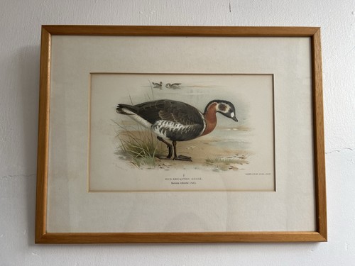 Archibald thorburn red - thorburn,