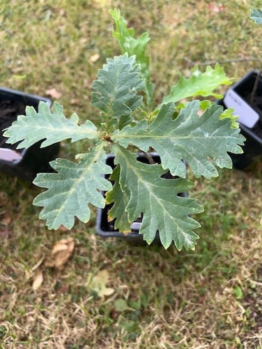 Hungarian oak sapling - hungarian,
