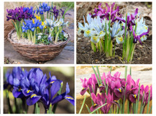 Iris Reticulata Bulbs Collection Spring Flowering Hardy Dwarf Garden Flowers