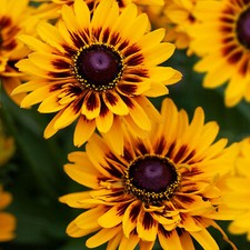 Rudbeckia SmileyZ Giggling -