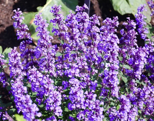 Catmint catnip 350x seeds - -,