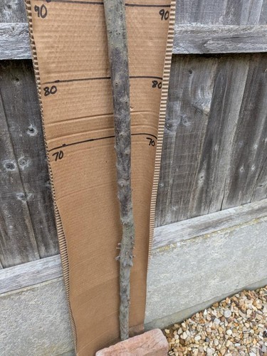 Blackthorn walking stick shank - walking,