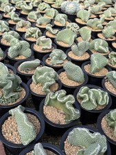 Sale 10cm+ Plant Strombocactus