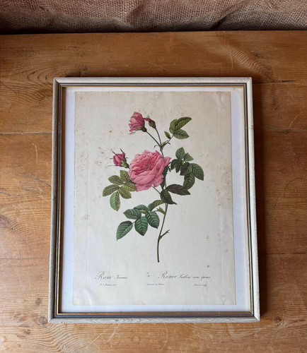 Vintage french botanical - botanical, rose
