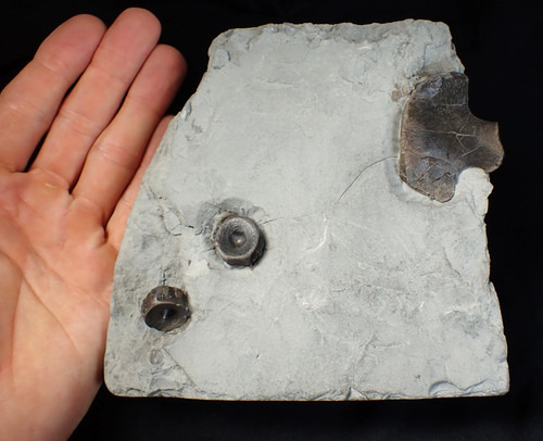 Jurassic ichthyosaur bones